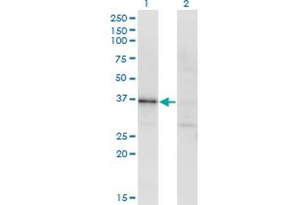 Ribokinase antibody  (AA 1-322)