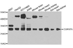 Western blot analysis of extracts of various cell lines, using COPS7A antibody. (COPS7A antibody  (AA 1-275))