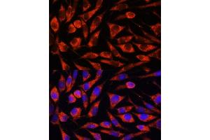 Immunofluorescence analysis of L929 cells using OTUD7B antibody (ABIN7269125) at dilution of 1:100. (OTUD7B antibody  (AA 530-700))