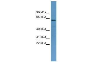 TOM1 antibody used at 1 ug/ml to detect target protein.