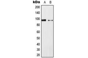 Western blot analysis of ERK3 expression in HeLa (A), NIH3T3 (B) whole cell lysates.