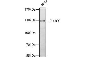 Western blot analysis of extracts of HeLa cells, using PIK3CG antibody (ABIN3020831, ABIN3020832, ABIN3020833 and ABIN6213746) at 1:1000 dilution. (PIK3 gamma antibody  (AA 1-310))