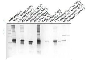 Western Blotting (WB) image for anti-Cytochrome P450 1A (CYP1A) antibody (ABIN108738) (CYP1A antibody)