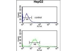 KCNH7 Antibody (N-term) (ABIN653116 and ABIN2842699) flow cytometric analysis of HepG2 cells (bottom histogram) compared to a negative control cell (top histogram).