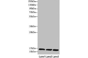 REEP5 antibody  (AA 120-189)