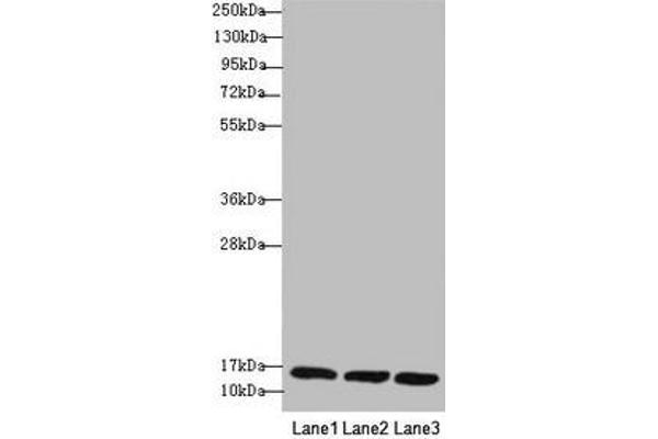 REEP5 antibody  (AA 120-189)