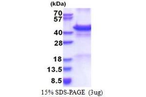SDS-PAGE (SDS) image for Calreticulin 3 (CALR3) (AA 20-384) protein (His tag) (ABIN5853563) (Calreticulin 3 Protein (CALR3) (AA 20-384) (His tag))