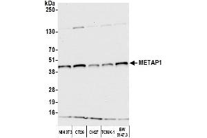 Western Blotting (WB) image for anti-Methionyl Aminopeptidase 1 (METAP1) (AA 336-386) antibody (ABIN7452615)