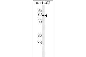 Western blot analysis of CSGALNACT1 Antibody (Center) (ABIN651115 and ABIN2840081) in mouse NIH-3T3 cell line lysates (35 μg/lane). (CSGALNACT1 antibody  (AA 192-220))