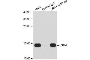 Immunoprecipitation analysis of 200 μg extracts of Jurkat cells using 1 μg LSM4 antibody (ABIN5973492).