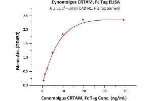Immobilized Human CADM1, His Tag (ABIN2180673,ABIN2180672) at 5 μg/mL (100 μL/well) can bind Cynomolgus CRTAM, Fc Tag (ABIN2870592,ABIN2870593) with a linear range of 0. (CRTAM Protein (AA 18-287) (Fc Tag))