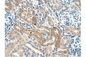 CHAF1B antibody was used for immunohistochemistry at a concentration of 4-8 ug/ml to stain Epithelial cells of renal tubule (arrows) in Human Kidney. (CHAF1B antibody)