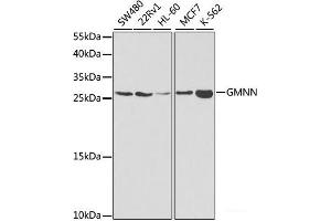 Western blot analysis of extracts of various cell lines using GMNN Polyclonal Antibody at dilution of 1:1000. (Geminin antibody)