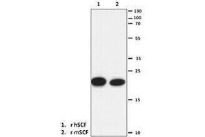 Western Blotting (WB) image for anti-KIT Ligand (KITLG) antibody (ABIN2665356) (KIT Ligand antibody)