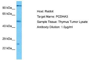 Host: Rabbit Target Name: PCDHA3 Sample Type: Thymus Tumor lysates Antibody Dilution: 1. (PCDHA3 antibody  (Middle Region))