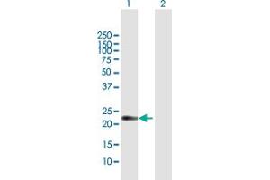 Western Blot analysis of AMELX expression in transfected 293T cell line by AMELX MaxPab polyclonal antibody.