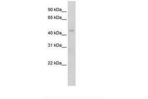 Image no. 1 for anti-Regulator of G-Protein Signaling 7 (RGS7) (N-Term) antibody (ABIN203514) (RGS7 antibody  (N-Term))