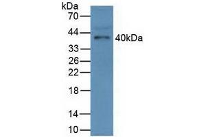 Detection of FCN1 in Mouse Serum using Polyclonal Antibody to Ficolin 1 (FCN1) (FCN1 antibody  (AA 25-317))