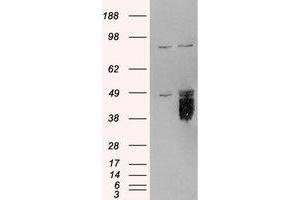 Image no. 1 for anti-Tissue Factor Pathway Inhibitor (Lipoprotein-Associated Coagulation Inhibitor) (TFPI) (AA 292-304) antibody (ABIN292523) (TFPI antibody  (AA 292-304))
