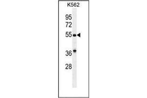 Western blot analysis of GDF9 Antibody (N-term) in K562 cell line lysates (35ug/lane). (GDF9 antibody  (N-Term))