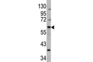 Western blot analysis of MDM2 antibody and 293 lysate (MDM2 antibody  (AA 141-176))