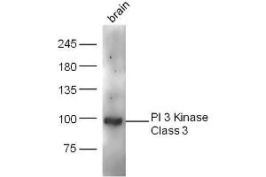 Mouse brain lysates probed with PI 3 Kinase Class 3 Polyclonal Antibody, unconjugated  at 1:300 overnight at 4°C followed by a conjugated secondary antibody at 1:10000 for 60 minutes at 37°C. (PIK3C3 antibody  (AA 301-400))