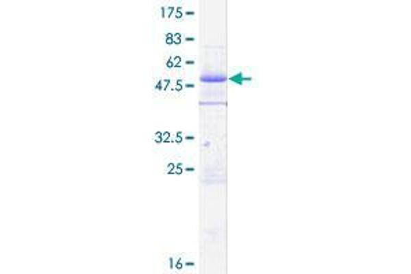 ZC3HC1 Protein (AA 1-212) (GST tag)