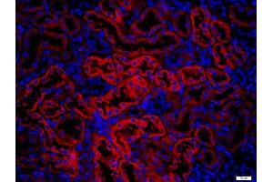 Paraformaldehyde-fixed, paraffin embedded mouse kidney, Antigen retrieval by boiling in sodium citrate buffer (pH6) for 15min, Block endogenous peroxidase by 3% hydrogen peroxide for 20 minutes, Blocking buffer (normal goat serum) at 37°C for 30min, Antibody incubation with KRAS Polyclonal Antibody, Unconjugated  at 1:400 overnight at 4°C, followed by a conjugated secondary (Goat Anti-rabbit IgG/Bio) for 20minutes at 37°C, followed by a conjugated streptavidin at 1:500 for 40 minutes and DAPI staining of the nuclei. (K-RAS antibody  (AA 25-130))