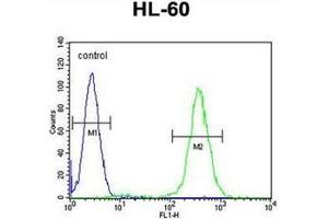 Flow cytometric analysis of HL-60 cells using RINL Antibody (N-term) Cat. (RINL antibody  (N-Term))