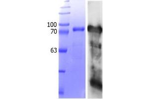 Western Blotting (WB) image for Transcription Factor MafB (MAFB) (AA 1-323) protein (Strep Tag) (ABIN3119497) (MAFB Protein (AA 1-323) (Strep Tag))
