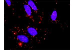 Proximity Ligation Analysis of protein-protein interactions between TGFB2 and BMP2. (BMP2 antibody  (AA 283-396))