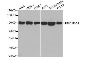 Western Blotting (WB) image for anti-Heat Shock Protein 90kDa alpha (Cytosolic), Class A Member 1 (HSP90AA1) (AA 433-732) antibody (ABIN3020962)
