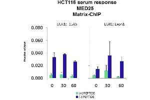 Quiescent human colon carcinoma HCT116 cultures were treated with 10% FBS for three time points (0, 15, 30min) or (0, 30, 60min) were used in Matrix-ChIP and real-time PCR assays at EGR1 gene (Exon1) and 15kb upstream site. (MED25 antibody  (N-Term))