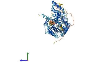 AlphaFold protein structure predicition of Human Recombinant SLC7A2 Protein, UniprotID P52569