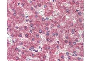 Factor II antibody was used for immunohistochemistry at a concentration of 4-8 ug/ml. (Factor II antibody)