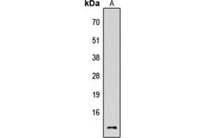 Western blot analysis of Cystatin C expression in HEK293T (A) whole cell lysates. (CST3 antibody  (Center))