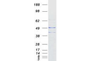 Western Blotting (WB) image for Prokineticin Receptor 1 (PROKR1) protein (Myc-DYKDDDDK Tag) (ABIN2722194)