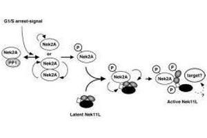Image no. 1 for anti-NIMA (Never in Mitosis Gene A)-Related Kinase 2 (NEK2) (AA 287-299) antibody (ABIN129582) (NEK2 antibody  (AA 287-299))