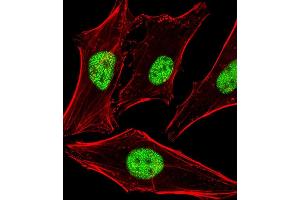 Fluorescent image of Hela cells stained with HLN1 Antibody (N-term) A. (PPHLN1 antibody  (N-Term))