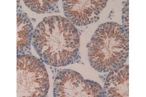 IHC-P analysis of Mouse Testis Tissue, with DAB staining. (CD51 antibody  (AA 71-322))
