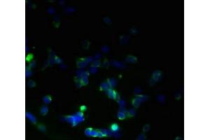 Immunofluorescent analysis of 293T cells using ABIN7173249 at dilution of 1:100 and Alexa Fluor 488-congugated AffiniPure Goat Anti-Rabbit IgG(H+L) (TMEM59L antibody  (AA 27-267))