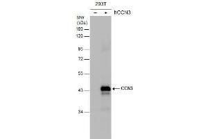 WB Image Non-transfected (–) and transfected (+) 293T whole cell extracts (30 μg) were separated by 10% SDS-PAGE, and the membrane was blotted with CCN3 antibody , diluted at 1:5000.