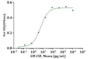 GM-CSF, Mouse inducing cell proliferation in mouse FDC-P1 cells The ED50 for this effect is less than 50pg/mL.