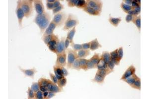 Immunocytochemistry (ICC) image for anti-Fatty Acid Synthase (FASN) (AA 1-226) antibody (ABIN4950995)