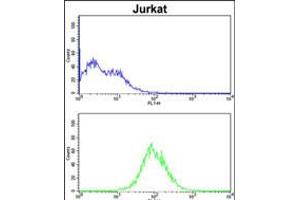 Flow cytometric analysis of Jurkat cells (bottom histogram) compared to a negative control cell (top histogram). (CDCA3 antibody  (N-Term))