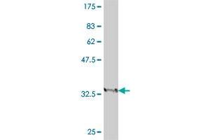 Western Blot detection against Immunogen (36. (SUOX antibody  (AA 391-486))