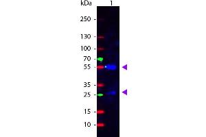 Western Blot of Rabbit anti-Sheep IgG Fluorescein Conjugated Antibody. (Rabbit anti-Sheep IgG (Heavy & Light Chain) Antibody (FITC) - Preadsorbed)