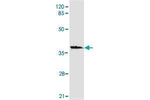 Western blot analysis of HNF1A monoclonal antibody  at 1 : 2000 dilution interacts with recombinant HNF1A protein with a DsbA tag.