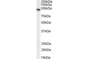 ABIN190773 (0. (Transglutaminase 2 antibody  (Internal Region))