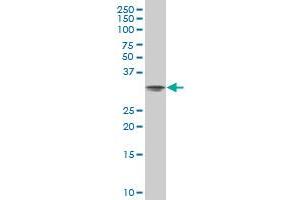 PSMA8 antibody  (AA 143-242)